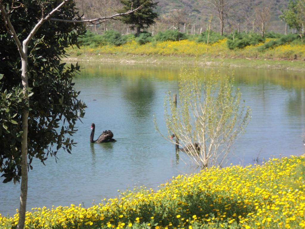 Agriturismo Il Daino Βίλα San Piero Patti Εξωτερικό φωτογραφία